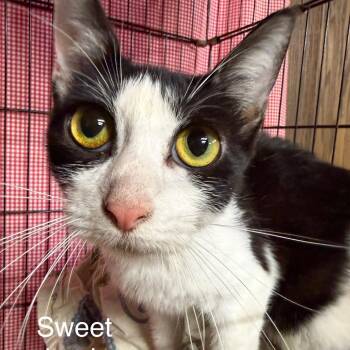 Sweet Cheeks (The Forgotten) -  Domestic Short Hair Cat for Adoption in Lancaster, Ohio - Sweet Cheeks (The Forgotten) | PetCurious
