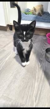 Domestic Short Hair Cats Available for Adoption - Benedict  | PetCurious