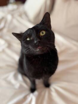 Domestic Short Hair Cats Available for Adoption in New Milford, Connecticut - Steak Tartar | PetCurious