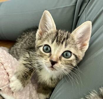 Naomi -  Domestic Short Hair and Tabby Cat for Adoption in Emerald Isle, North Carolina - Naomi | PetCurious