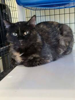 Muffy -  Domestic Short Hair Cat Available for Adoption in Ionia, Michigan - Muffy | PetCurious