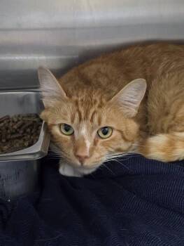 Monty -  Domestic Short Hair Cat for Adoption in Prineville, Oregon - Monty | PetCurious