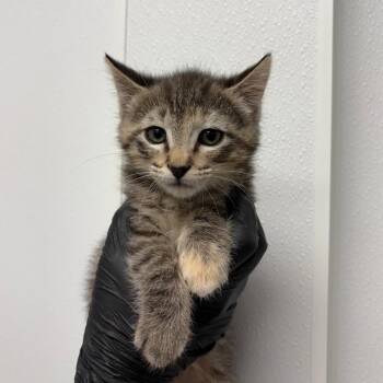 Madam -  Domestic Short Hair Cat for Adoption in Abilene, Texas - Madam | PetCurious