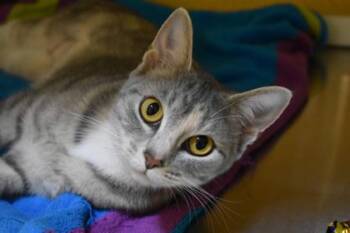 Precious -  Domestic Short Hair Cat for Adoption in Kansas City, Missouri - Precious | PetCurious