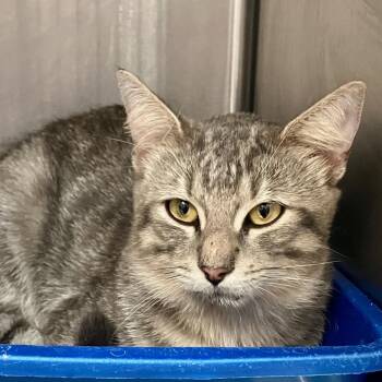 1361-C26 -  Domestic Short Hair Cat for Adoption in Port Charlotte, Florida - 1361-C26 | PetCurious