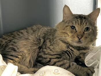 Sampson -  Domestic Medium Hair Cat for Adoption in Pottsville, Pennsylvania - Sampson | PetCurious