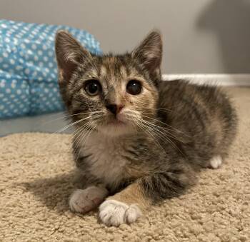 Gidget -  Domestic Short Hair Cat for Adoption in Denver, Colorado - Gidget | PetCurious