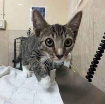 Frisco -  Domestic Short Hair Cat for Adoption in Honolulu, Hawaii - Frisco | PetCurious