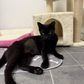 Phoenix II -  Domestic Short Hair Cat for Adoption in Houston, Texas - Phoenix II | PetCurious