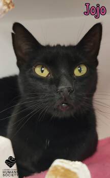 Rescue Domestic Short Hair Cats for Adoption in Heath, Ohio - Jojo | PetCurious