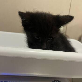 Adrianne -  Domestic Short Hair Cat for Adoption in Chicago, Illinois - Adrianne | PetCurious