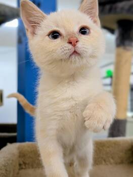 Ella -  Domestic Short Hair Cat for Adoption in Bonnyville, Alberta - Ella | PetCurious
