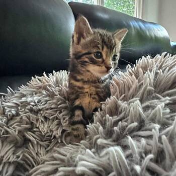 MSMR-Stray-1693_2 -  Domestic Short Hair Cat for Adoption in Ferndale, Washington - MSMR-Stray-1693_2 | PetCurious