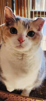 Domestic Short Hair Cats Available for Adoption in Saint Clair, Michigan - Missy | PetCurious