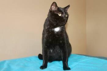 PHOENIX -  Domestic Short Hair Cat for Adoption in Brazil, Indiana - PHOENIX | PetCurious