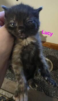 Domestic Short Hair Cats Available for Adoption - Lucy | PetCurious