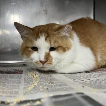 Ballast -  Domestic Short Hair Cat for Adoption in Lyndhurst, Virginia - Ballast | PetCurious