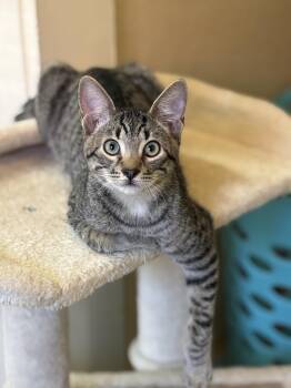 Dobby -  Domestic Short Hair Cat for Adoption in Statesboro, Georgia - Dobby | PetCurious