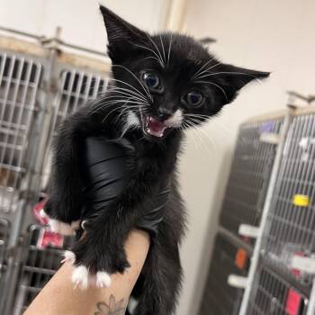 Bowie (Music Litter) -  Domestic Short Hair Cat for Adoption in TIMBERCRK CYN, Texas - Bowie (Music Litter) | PetCurious