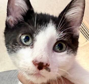 Goofy 6.1.26 (prespay) -  Domestic Short Hair Cat for Adoption in Apopka, Florida - Goofy 6.1.26 (prespay) | PetCurious