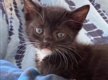 Cher -  Domestic Short Hair Cat for Adoption in Great Neck, New York - Cher | PetCurious