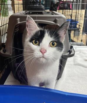 Rescue Domestic Short Hair Cats for Adoption - Matilda | PetCurious