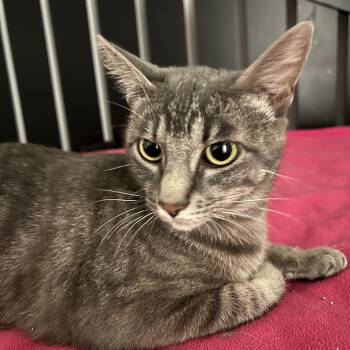 RuPaul -  Domestic Short Hair Cat for Adoption in San Luis Obispo, California - RuPaul | PetCurious