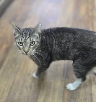 Chuck -  Domestic Short Hair Cat for Adoption in Phoenixville, Pennsylvania - Chuck | PetCurious