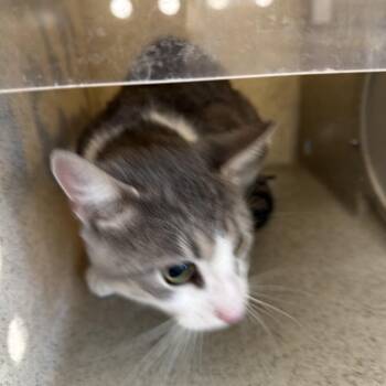 Shilo -  Domestic Short Hair Cat for Adoption in Philadelphia, Pennsylvania - Shilo | PetCurious