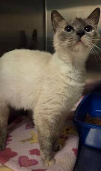 Nyquil -  Domestic Short Hair Cat for Adoption in Ocala, Florida - Nyquil | PetCurious