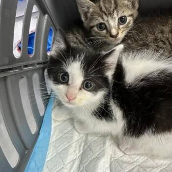 Crayon -  Domestic Short Hair Cat for Adoption in Indianapolis, Indiana - Crayon | PetCurious