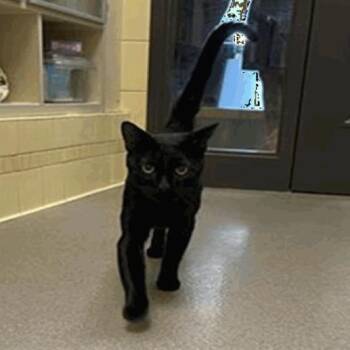 Rockies DAP -  Domestic Short Hair Cat for Adoption in Denver, Colorado - Rockies DAP | PetCurious