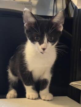 Eclipse -  Tuxedo Cat for Adoption in Noble, Oklahoma - Eclipse | PetCurious