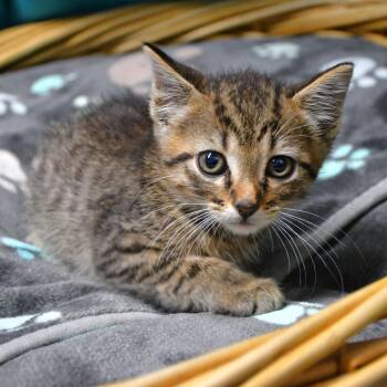 Cinna -  Domestic Short Hair Cat Available for Adoption in Beaumont, Texas - Cinna | PetCurious