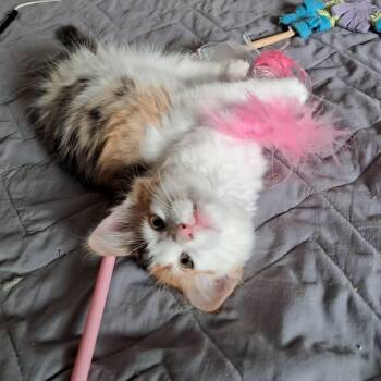 Mari Gold -  Domestic Long Hair Cat for Adoption in Villa Park, California - Mari Gold | PetCurious