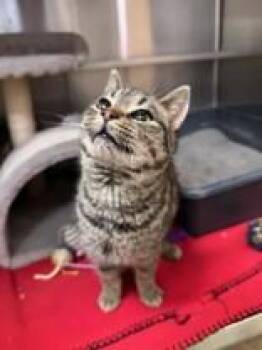 Domestic Short Hair Cats Available for Adoption - Donkey | PetCurious