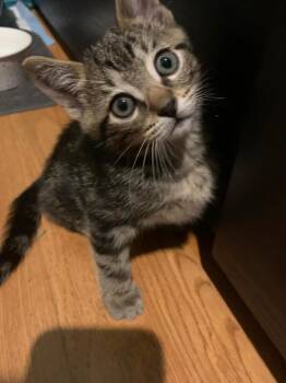Chloe -  Tabby Cat for Adoption in Calimesa, California - Chloe | PetCurious