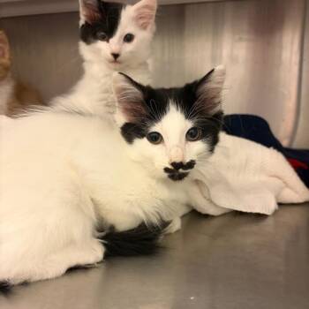 Marcus -  Domestic Long Hair Cat for Adoption in Council Bluffs, Iowa - Marcus | PetCurious