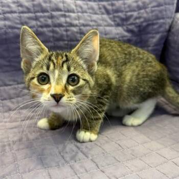 Abigail -  Domestic Short Hair Cat Available for Adoption in Janesville, Wisconsin - Abigail | PetCurious