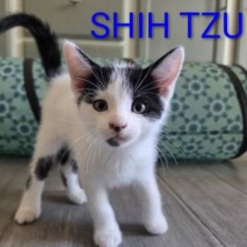 Shih Tzu -  Domestic Short Hair Cat for Adoption in Bentonville, Arkansas - Shih Tzu | PetCurious