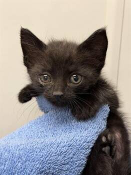 Domestic Short Hair Cats Available for Adoption in Ontario, California - BIZKIT - NEEDS A FOSTER | PetCurious