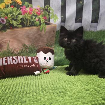 Brownie -  Domestic Short Hair Cat for Adoption in Fort Wayne, Indiana - Brownie | PetCurious