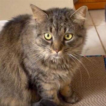 Shakira -  Domestic Long Hair Cat for Adoption in Providence, Rhode Island - Shakira | PetCurious