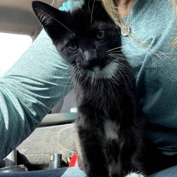 Domestic Medium Hair Cats Available for Adoption in Waggaman, Louisiana - Whitney Banks | PetCurious