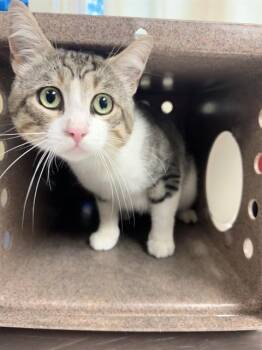 CLYDE -  Domestic Short Hair Cat for Adoption in Cookeville, Tennessee - CLYDE | PetCurious