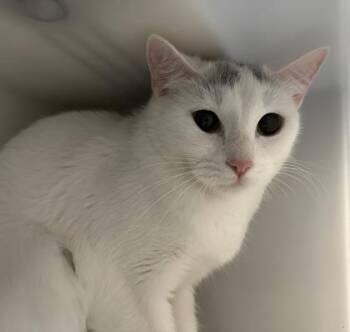 Athena -  Domestic Short Hair Cat for Adoption in Daytona Beach, Florida - Athena | PetCurious
