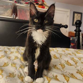 Domestic Medium Hair and Tuxedo Cats Available for Adoption in Burlington, Washington - Gertie-KM | PetCurious