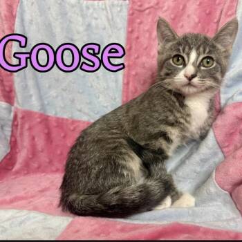 Goose (Bonded with Bean) -  Domestic Short Hair Cat for Adoption in Larkfield-wikiup, California - Goose (Bonded With Bean) | PetCurious