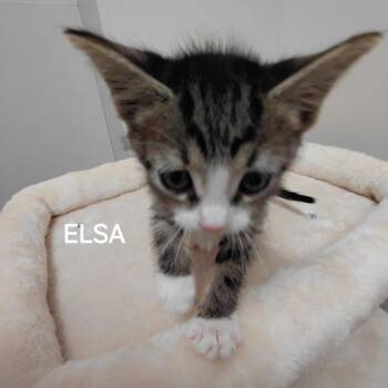 Domestic Short Hair Cats Available for Adoption in Middlebury, Vermont - Elsa | PetCurious
