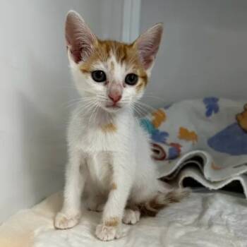 Rescue Domestic Short Hair Cats for Adoption in Yucaipa, California - Dahlia | PetCurious